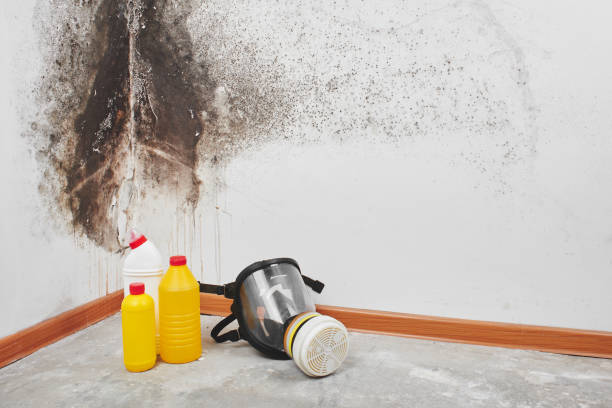 Best Toxic Mold Removal  in Marvin, NC