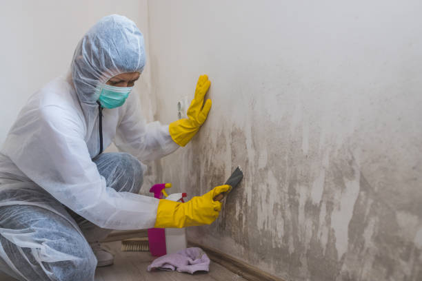 Mold Removal and Inspection in Marvin, NC