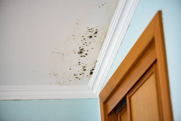 Home Mold Removal in Marvin, NC