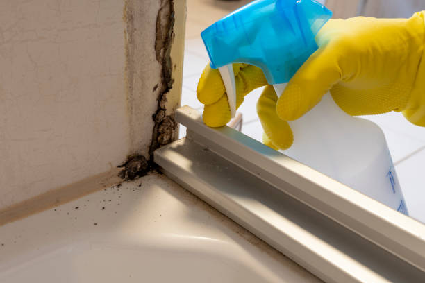 Best Black Mold Removal  in Marvin, NC