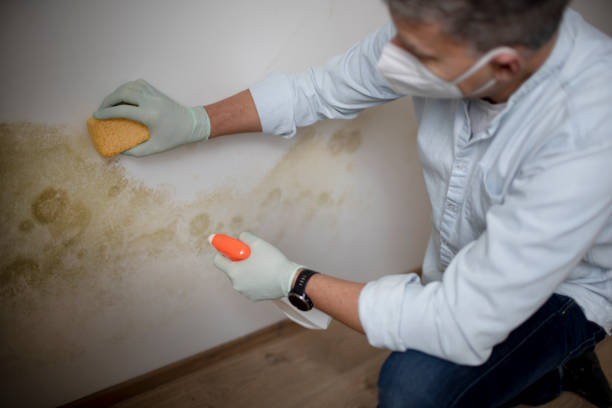 Best Professional Mold Removal  in Marvin, NC
