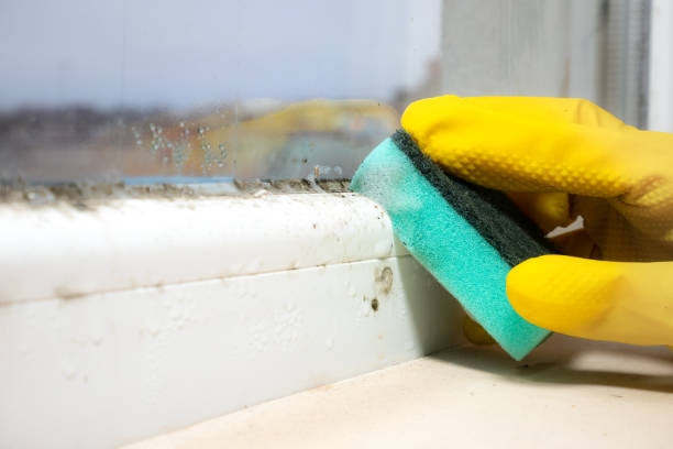 Best Mold Removal and Inspection  in Marvin, NC