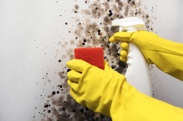 Best Office Mold Removal Services  in Marvin, NC