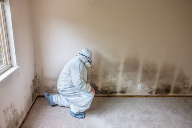 Best Affordable Mold Removal  in Marvin, NC