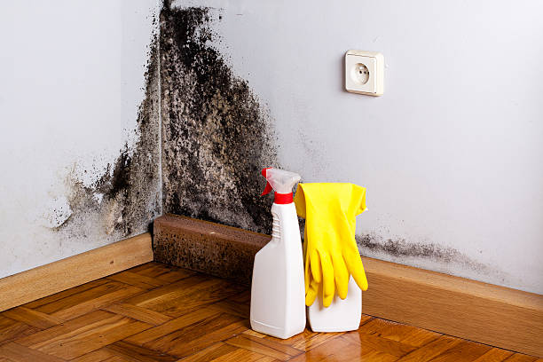 Best Professional Mold Removal  in Marvin, NC
