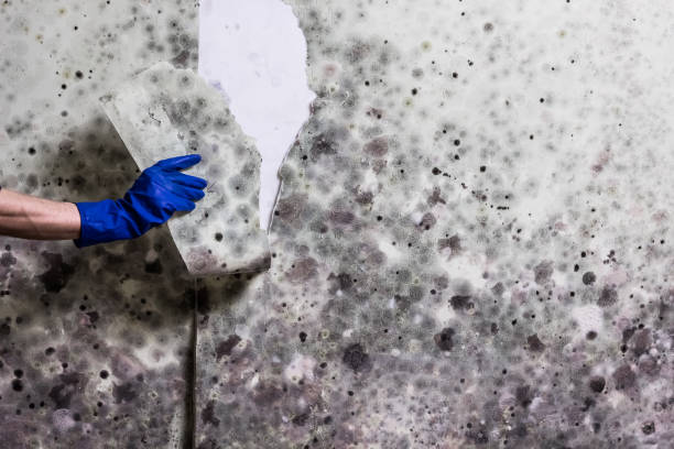 Trusted Marvin, NC Mold Removal Experts