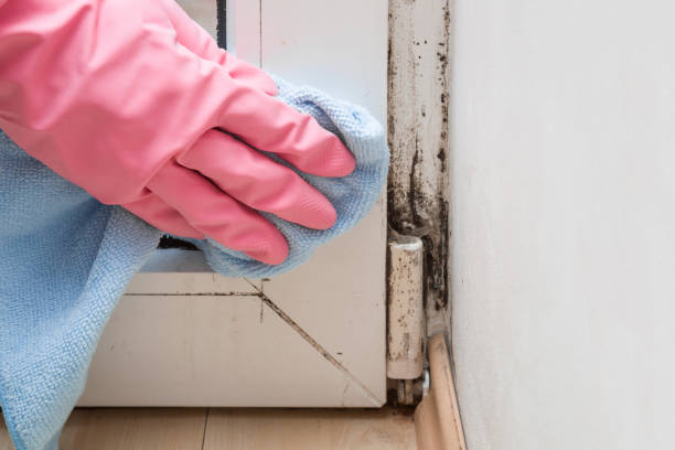 Best Commercial Mold Removal  in Marvin, NC