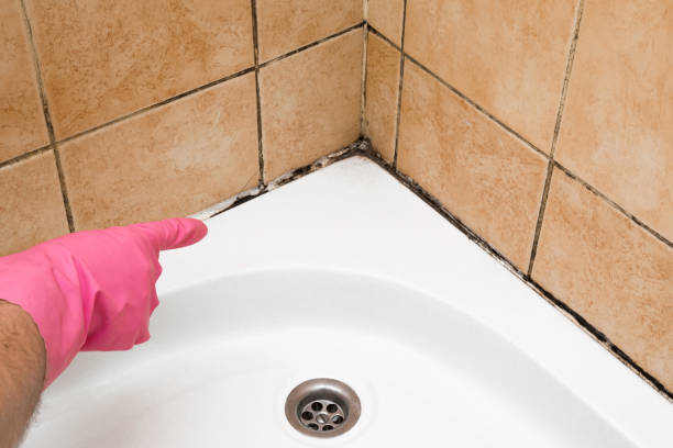 Best Same-Day Mold Removal  in Marvin, NC